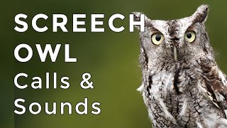 Eastern Screech Owl Sounds Learn their TWO haunting calls 2024 [upl. by Notniw]