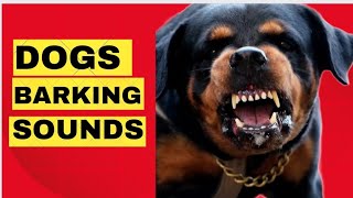 Rottweiler Dog Aggressive Barking Training [upl. by Ailelc]