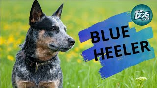 Blue Heeler  Guide for Australian Cattle Dog Owners [upl. by Neeneg]