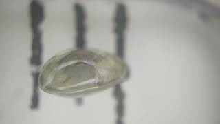 Unknown Ostracoda from Garnelaxia Vienna [upl. by Alyehs]