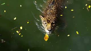 Echo of Mesoamerica Jaguar [upl. by Christmann]