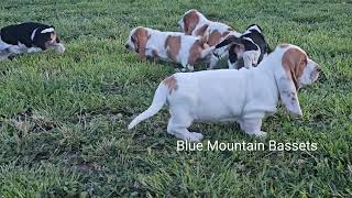 Outside adventures with 8 week old basset hound puppies [upl. by Bentley387]