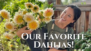 Ultimate Guide to Dahlia Types Find Your Perfect Bloom  Turbow Farms [upl. by Samohtnhoj]