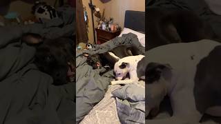 Playtime With Moma pitbullmom pitbullfamily dogsplaying [upl. by Siramed]