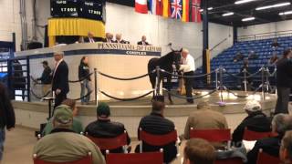 What Does A Horse Auction Sound Like [upl. by Hashum227]