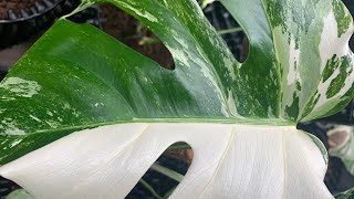 Monstera Albo The Last Cutting Of 2023몬스테라 알보컷팅 후 다시 성장New Leaf Aerial Roots Growth20231216 [upl. by Ita]