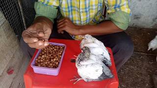 Kabootar ke Bache ko Palika Sahi tarika 100 ICSE baccha Sahi Padega [upl. by Mendez758]