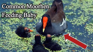 Common Moorhen feeding Chicks  Moorhen Bird sound [upl. by Opalina]