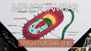 Tugas Biologi Cara Menggambar Struktur Bakteri [upl. by Metcalf]