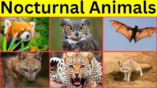 NOCTURNAL animals 🦇 🐺 awake at NIGHT [upl. by Castillo]