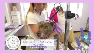 Lavender Fields Pet Spa Commercial [upl. by Adnerak]