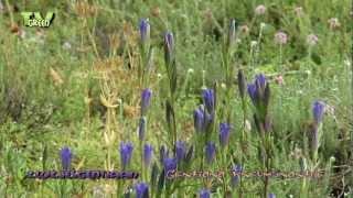 Klokjesgentiaan  Gentiana pneumonanthe  Marsh Gentian [upl. by Britta]