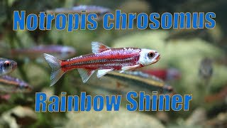 Notropis chrosomus  Rainbow shiner [upl. by Kitchen]