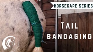 Perfect Tail Bandage Technique for Horse Owners [upl. by Tserof385]