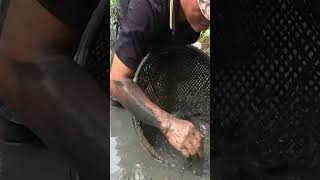 THE SHOCKING Truth About Abandoned Fish Ponds Exposed fishing fish shorts [upl. by Eimme824]