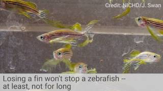 How Zebrafish Regrow Fins A CellbyCell Recap [upl. by Lizbeth]