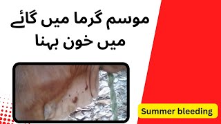 Summer bleeding in cattle  Treatment of Parafilaria bovicola  Skin nematode  Ivermectin [upl. by Primaveria51]