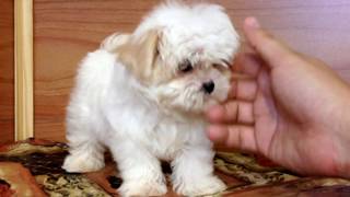 Female Malshi puppy Maltese Shih tzu mix [upl. by Marlyn]