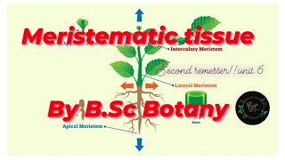 Meristematic Tissue Classification of Meristem By BSc Botany Unit 6 Second Semester [upl. by Amandy]