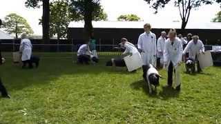 British Saddleback pigs in the judging ring at Staffordshire County Show 2015 [upl. by Swagerty]