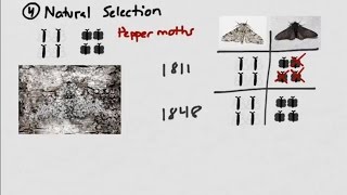 Introduction to Evolution Populations and Pepper Moths [upl. by Tnias]