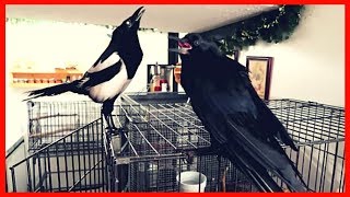 Talking magpie teasing pet Crow [upl. by Radec]