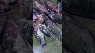 Pesca Sub Rifaina SP 🤿🐟 já dá um frito😋shorts [upl. by Radburn]