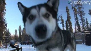 Iditarod Alaskan Husky [upl. by Edmonds]