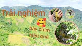 Bẫy chào mào núi hiệu quả chòe than Minh Tây Bắc [upl. by Politi]