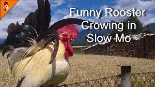 Funny Rooster Crowing in Slow Mo Top 25 Roosters Crowing Super Slow Compilation 2018 [upl. by Ibbor]