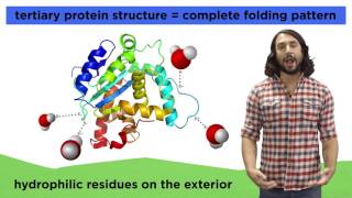 Protein Structure [upl. by Ydniw]