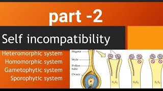 self incompatibility homomorphic system gametophytic system sporophytic system [upl. by Nylirrehs]