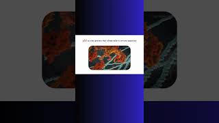 p53 APOPTOSIS AND CANCER p53 cancer apoptosis genetics genes [upl. by Chic]