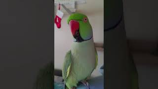 Indian Ringneck Parrot talking [upl. by Estell]