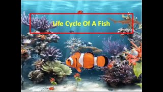 Life Cycle Of A Fish 🐠  Sidsang [upl. by Asha]