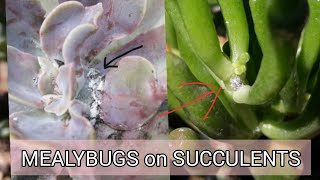 Mealybugs on succulents  How to get rid of mealybugs mealybugsproblem mealybugstreatment alcohol [upl. by Thibault]