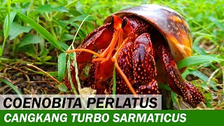 Kelomang Coenobita perlatus dengan Cangkang Turbo sarmaticus  Relaxing Video  Crabpedia [upl. by Oos]