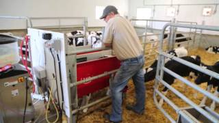 Lely Calm automatic calf feeder – Sunny Glade Farms Testimonial Canada [upl. by Natsuj]