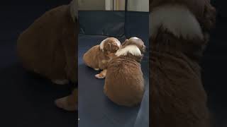 🥰 Cutest Newborn Puppies Ever [upl. by Fleeta678]