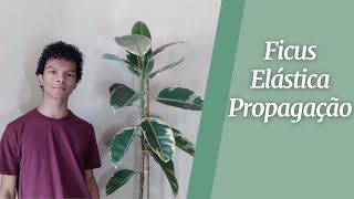 Ficus Elástica  Poda e Propagação  Parte 1 [upl. by Aicilyt]