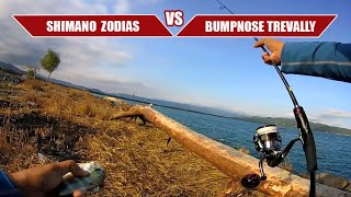 Shimano Zodias VS Bumpnose Trevally [upl. by Reinertson782]