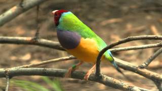 Redheaded Gouldian Finch Erythrura gouldiae or Chloebia gouldiae  Rotköpfige Gouldamadine [upl. by Rainah]