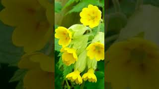 Cowslip Primula veris in Primrose Family Primulaceae  Observed in Description [upl. by Dalt628]