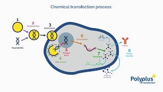 What is transfection  Polyplus transfection [upl. by Mitchael]