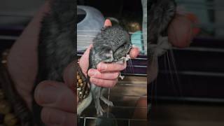 Baby chinchillas at 2 days old They never hold still So tiny 🌎s cutest rodents 🐀🐁 [upl. by Enelrak]