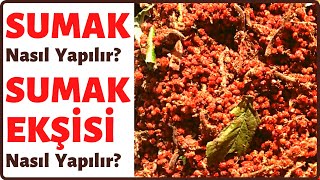 SUMAK Nasıl Yapılır SUMAK EKŞİSİ Nasıl Yapılır [upl. by Nessa886]