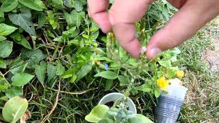 When amp How to Harvest Spinach — 4 WAYS [upl. by Eelannej]