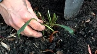 How to Prepare for Planting Perennial Bulbs  Fall amp Winter Flowers [upl. by Enihsnus]