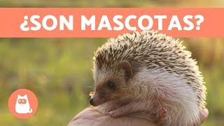 ERIZO como MASCOTA 🦔 ¿Es CORRECTO ¿Qué CUIDADOS necesitan [upl. by Ytoc]