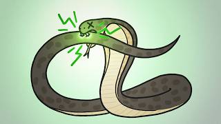 Why Dont Snakes Poison Themselves [upl. by Harmony]